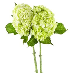 Fresh Mini Hydrangea Garden Bunch