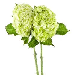 Fresh Mini Hydrangea Garden Bunch