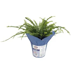 H-E-B Texas Roots Upgrade Blooming