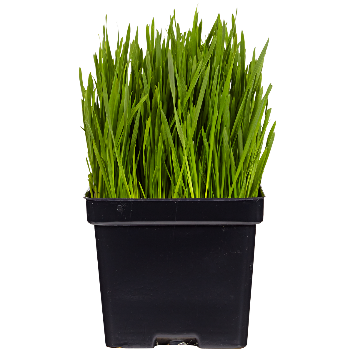 slide 2 of 2, True Goodness Wheatgrass, 1 ct