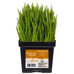 True Goodness Wheatgrass