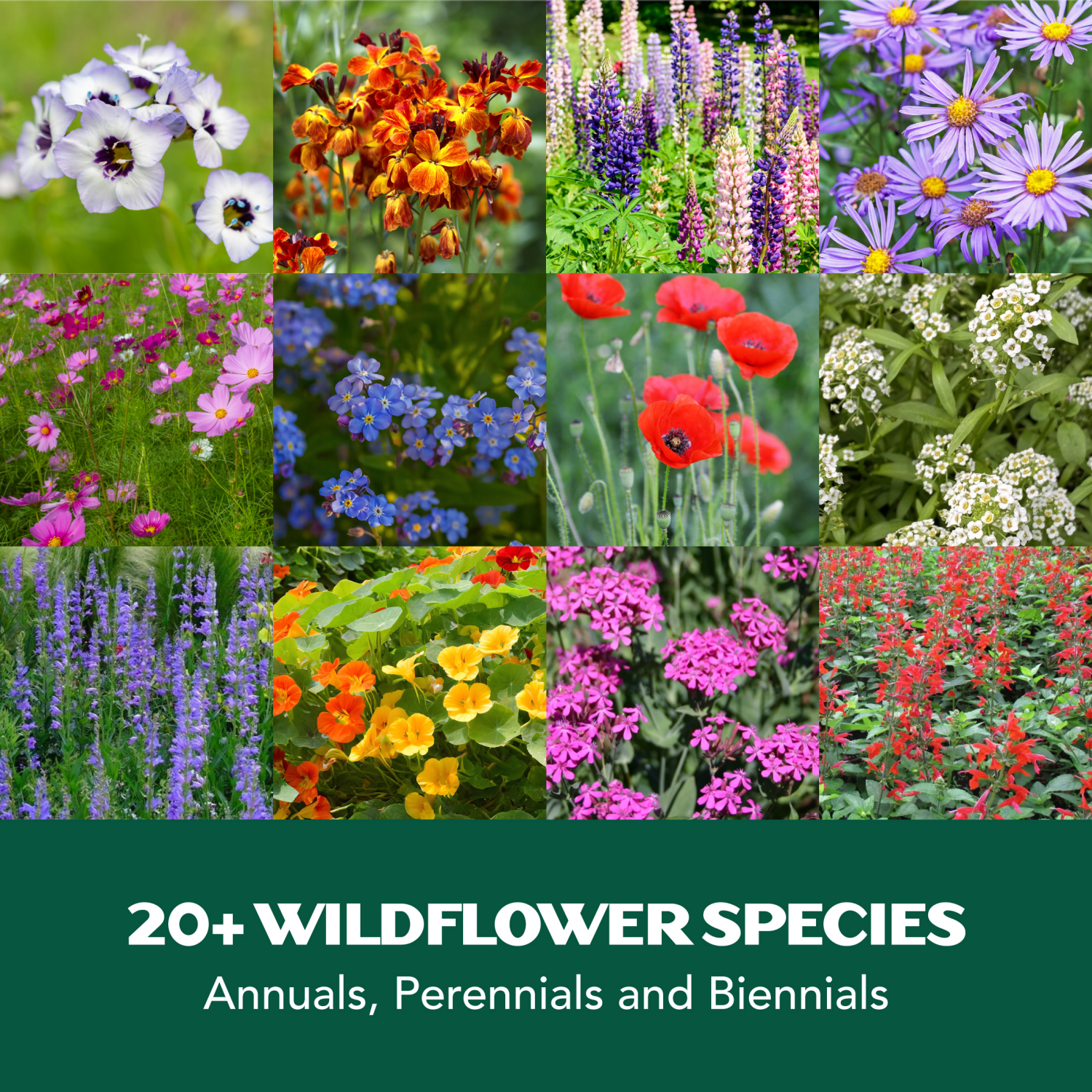 slide 3 of 4, Lawnscape Hummingbird And Butterfly Wildflower Mix, 1 ct