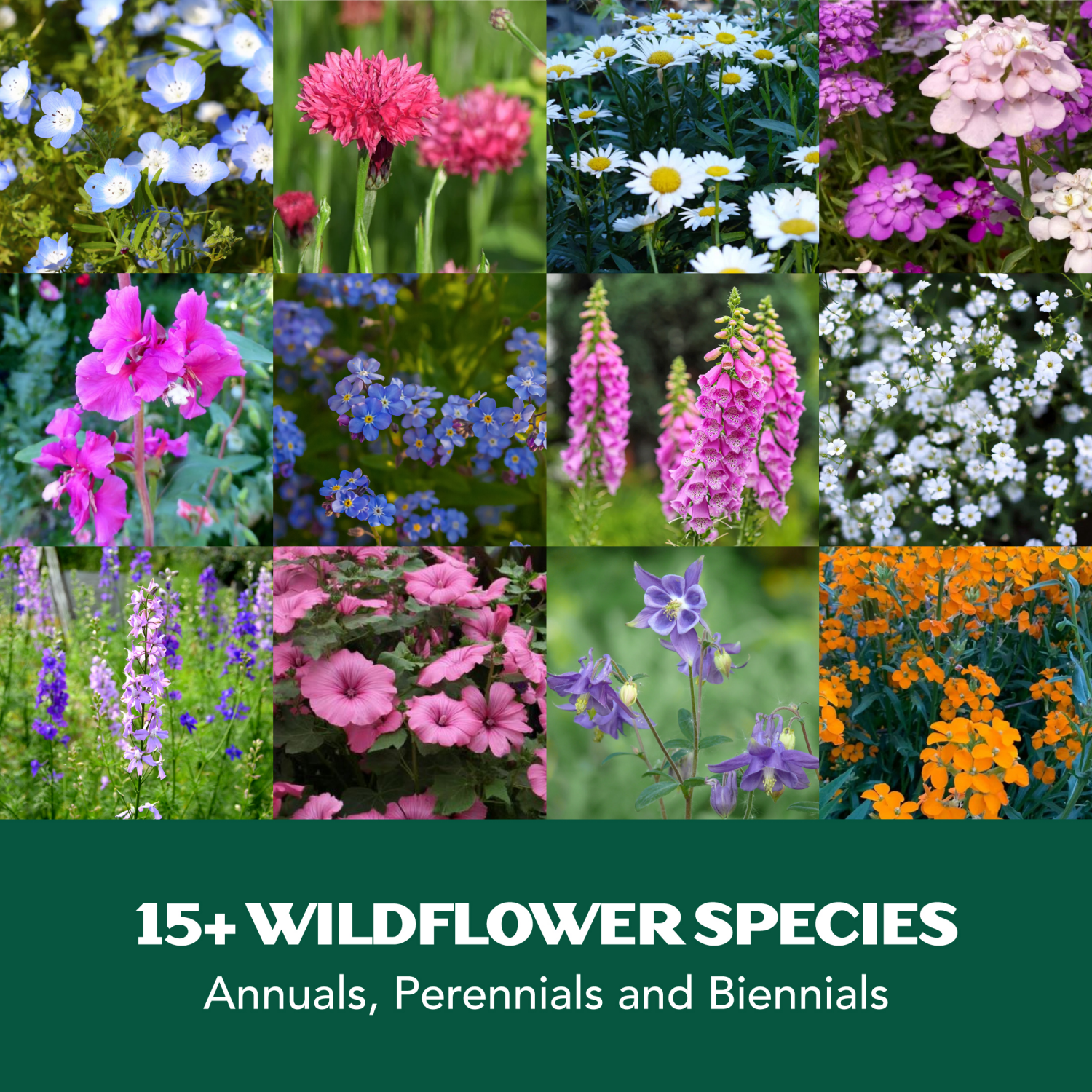 slide 3 of 4, Lawnscape Shady Wildflower, 1 ct