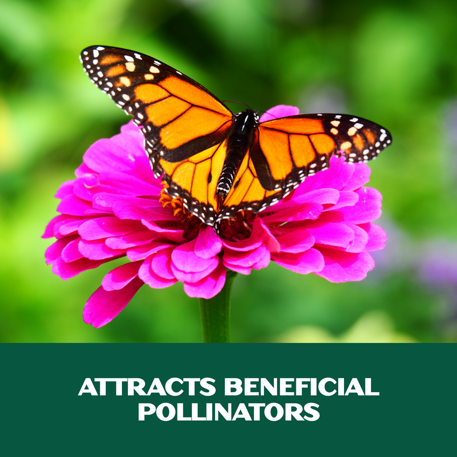 slide 4 of 4, Lawnscape Shady Wildflower, 1 ct