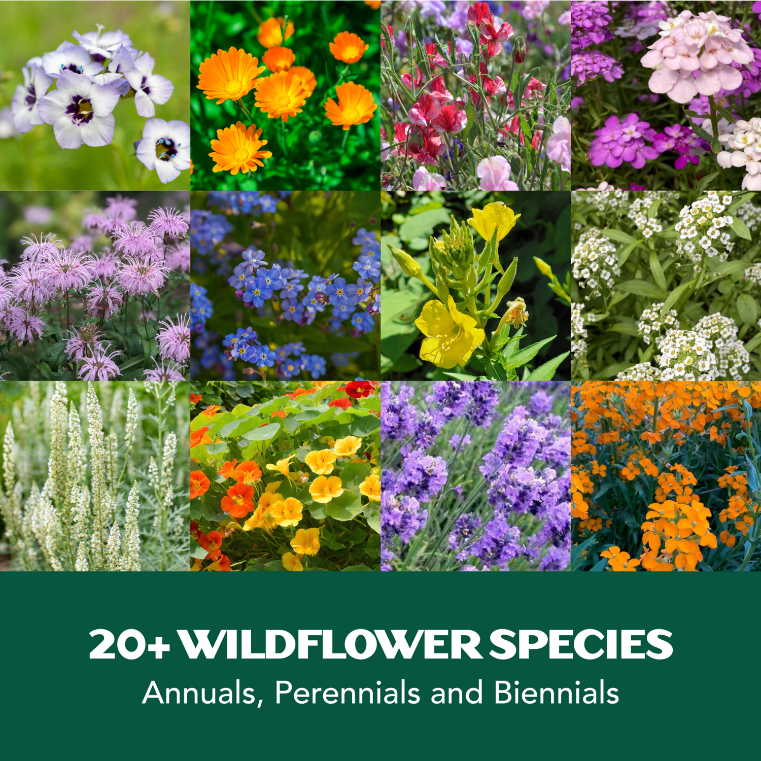 slide 3 of 3, Lawnscape Aromatic Wildflower Mix, 1 ct