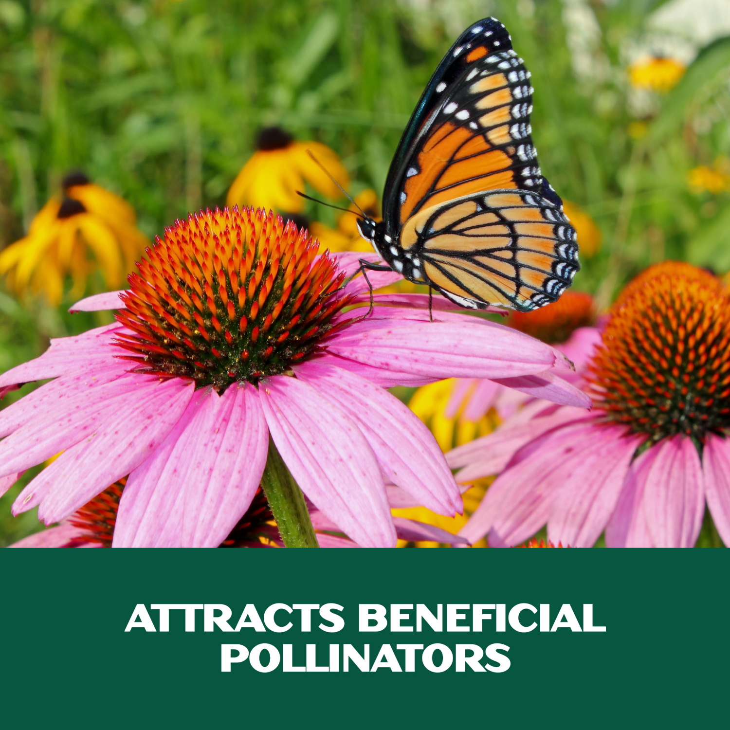 slide 4 of 4, Lawnscape Midwest Wildflower Mix, 1 ct