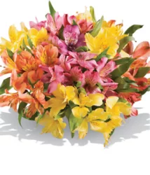 Alstroemeria Bunch Cool