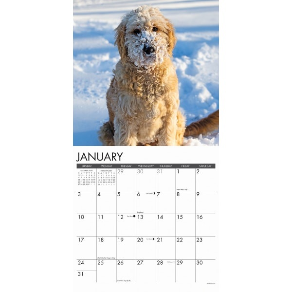 slide 2 of 3, Willow Creek Press Animal Monthly Wall Calendar, 12'' X 12'', Goldendoodles, January To December 2021, 1 ct