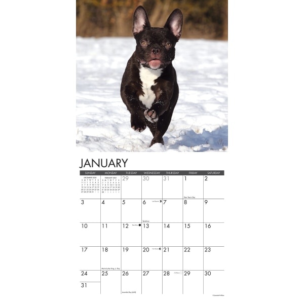 slide 3 of 3, Willow Creek Press Animal Monthly Wall Calendar, 12'' X 12'', French Bulldogs, January To December 2021, 1 ct