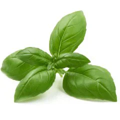 Albahaca