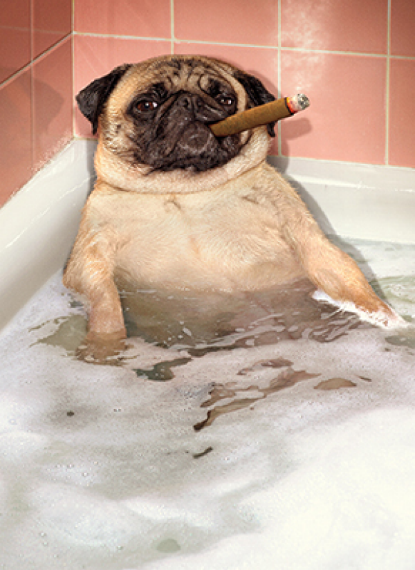 slide 1 of 1, Avanti Pug Bubble Bath Card, 1 ct