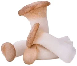 Fresh Trumpet Royale Mushroom