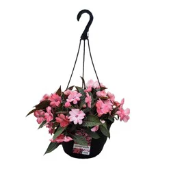 Theuts Impatiens - Sunpatiens Hanging Basket