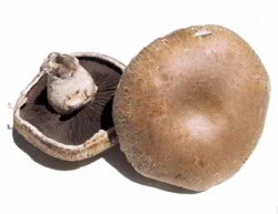 Fresh Portabella Stemless Mushrooms