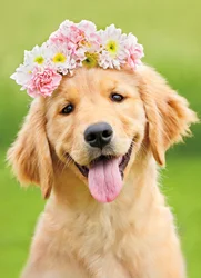 Avanti Golden Flower Crown Blank Card