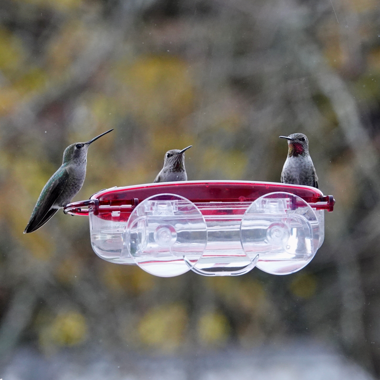 slide 2 of 3, Meijer Window Hummingbird Feeder, 1 ct