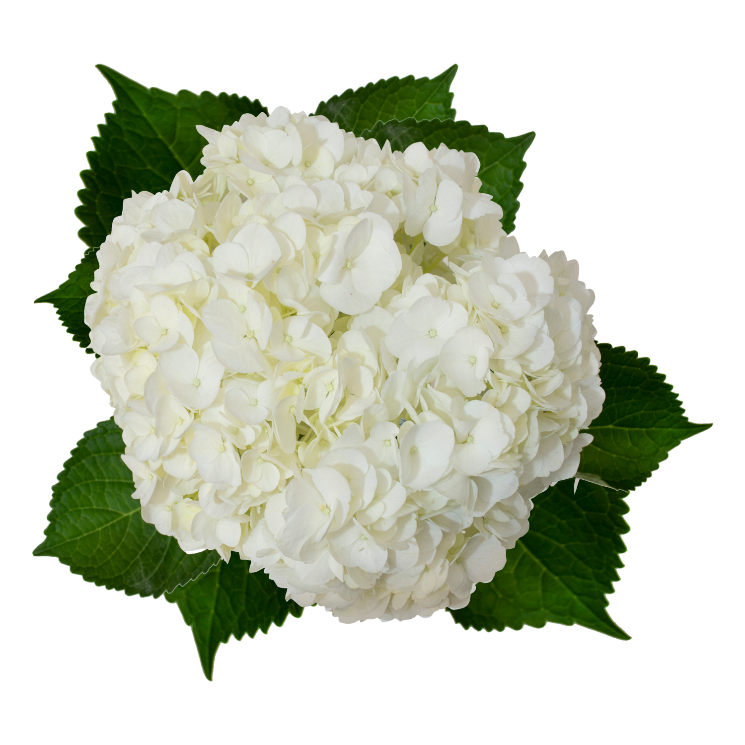 slide 2 of 3, Floral & Vine Hydrangea, Bunch, 1 ct