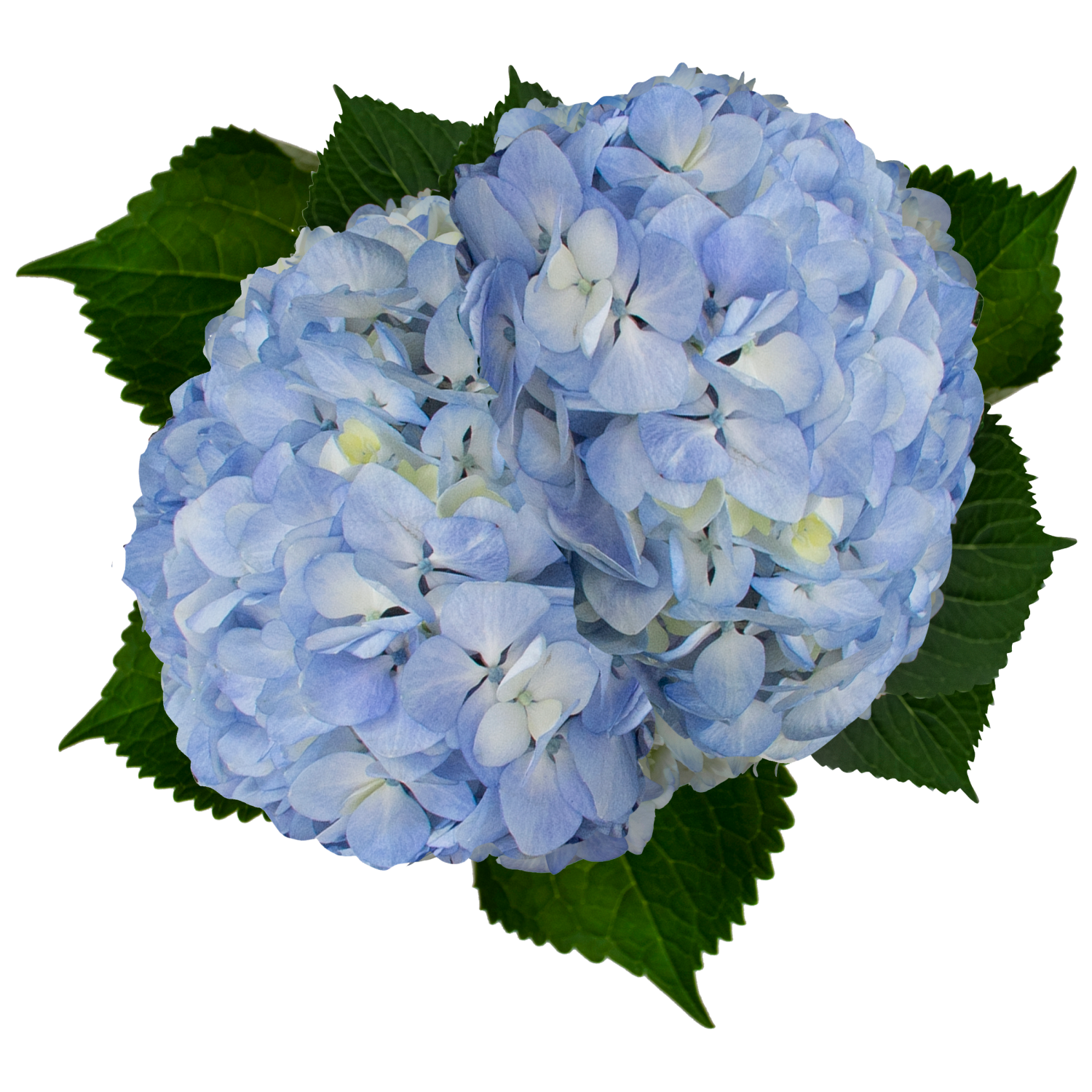 slide 1 of 3, Floral & Vine Hydrangea, Bunch, 1 ct