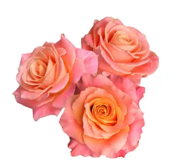Floral & Vine Garden Rose, Bunch