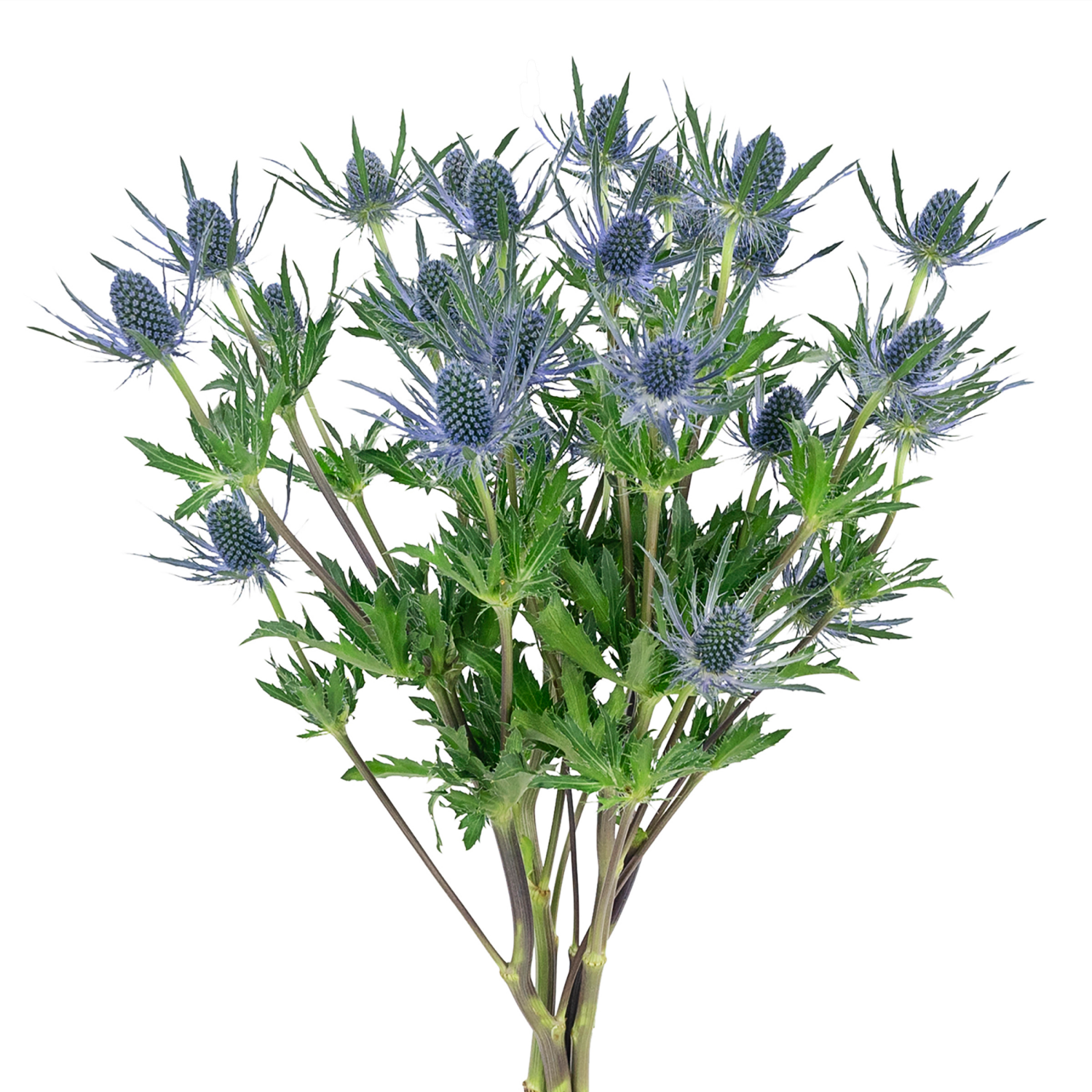 slide 1 of 2, Floral & Vine Eryngium, Bunch, 1 ct