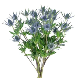 Floral & Vine Eryngium, Bunch