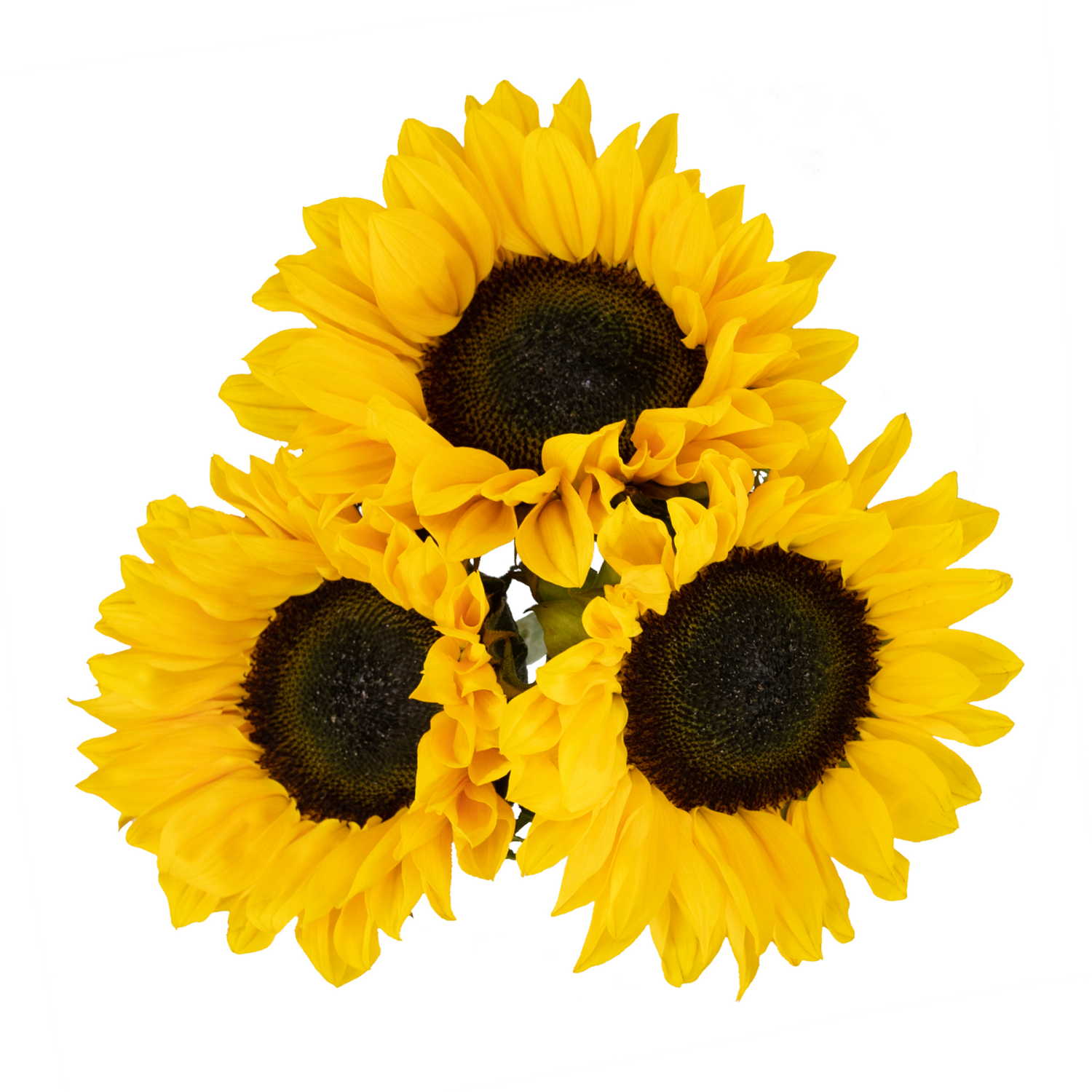slide 1 of 2, Floral & Vine Sunflower, Bunch, 1 ct