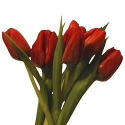 Floral & Vine Tulip, Bunch