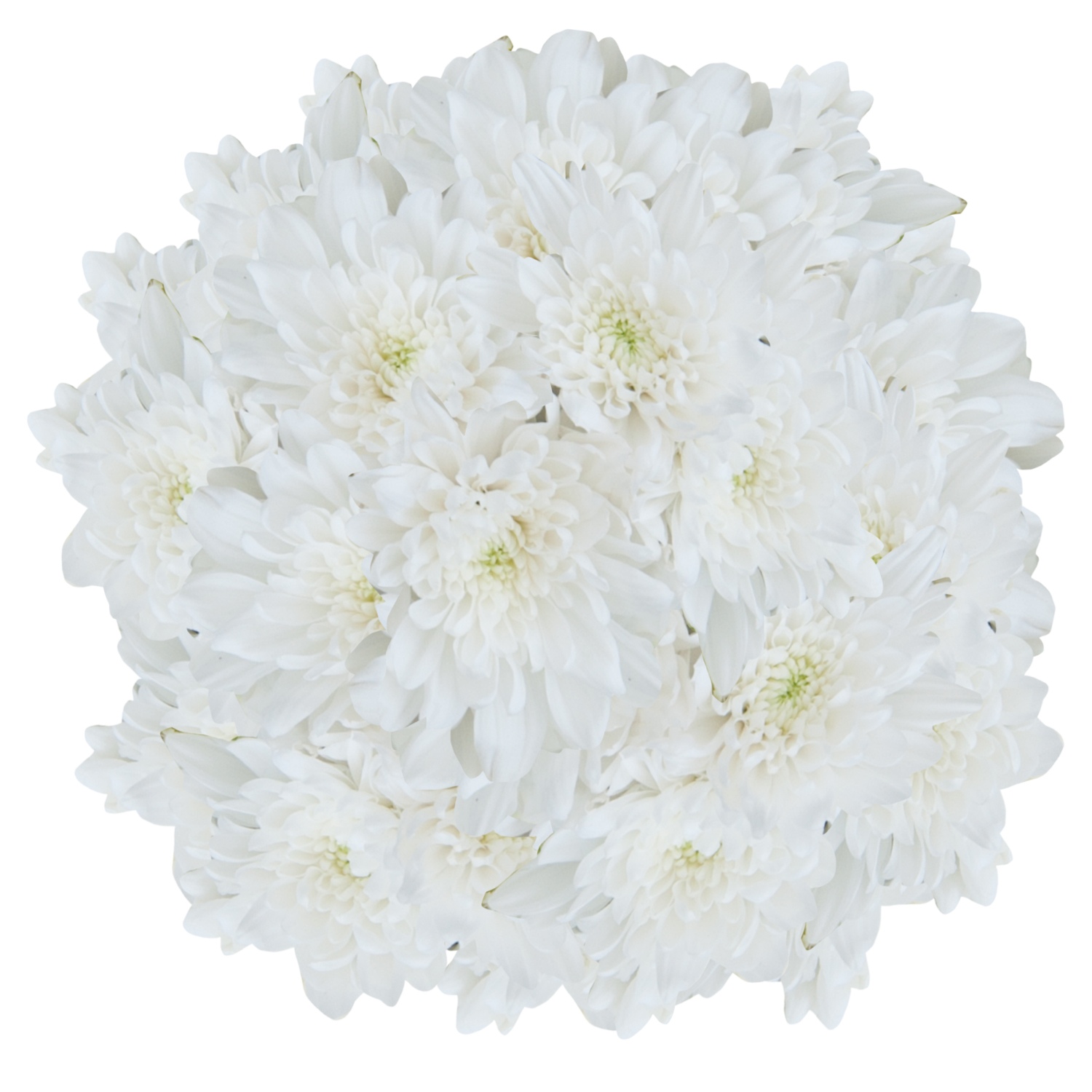 slide 2 of 4, Floral & Vine Chrysanthemum, Bunch, 1 ct