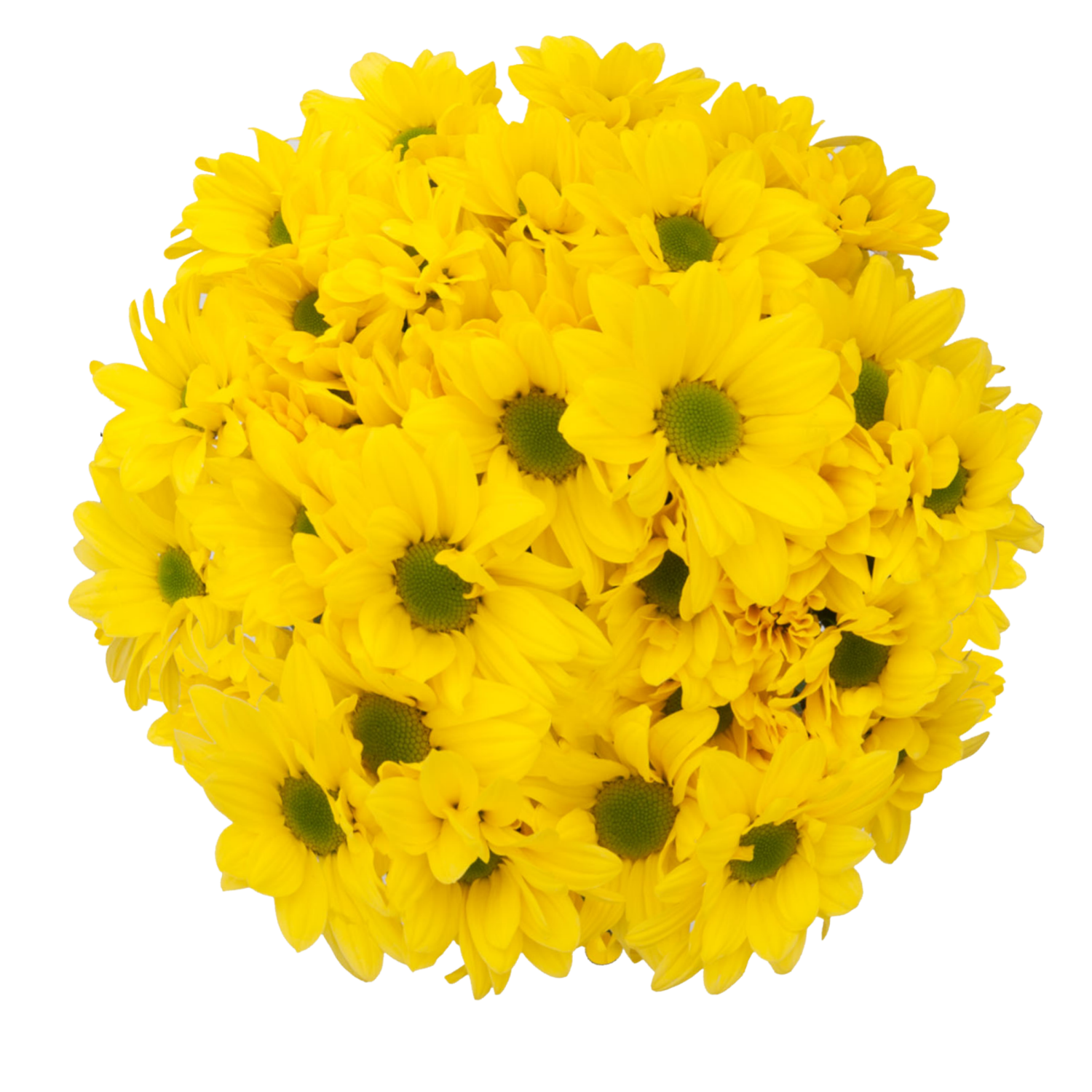 slide 4 of 4, Floral & Vine Chrysanthemum, Bunch, 1 ct