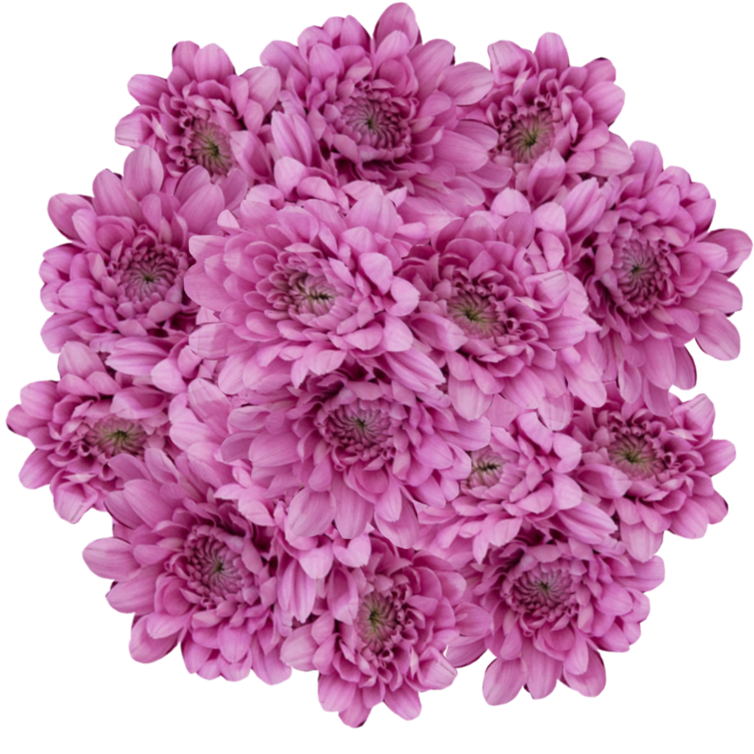 slide 1 of 4, Floral & Vine Chrysanthemum, Bunch, 1 ct
