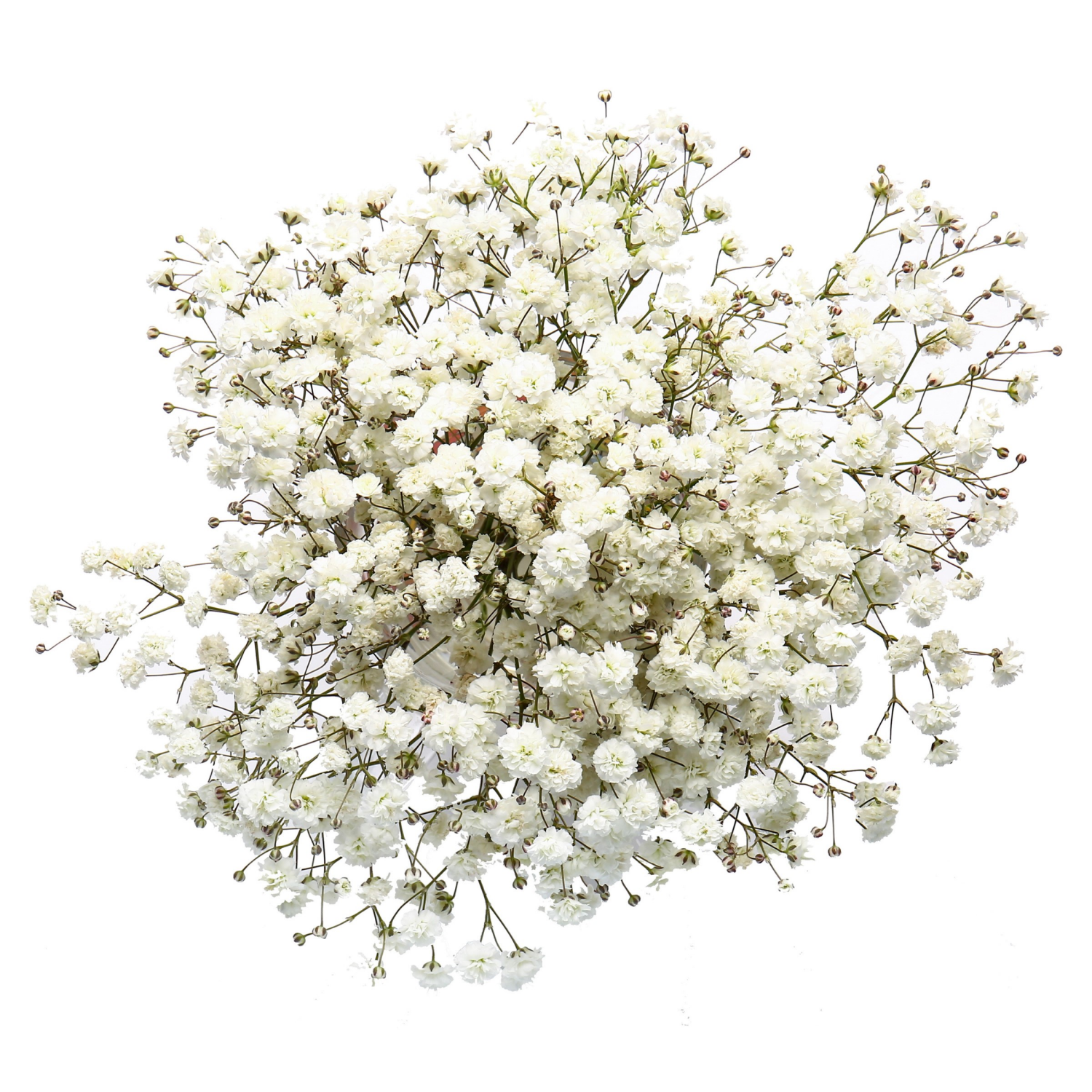 slide 1 of 2, Floral & Vine Gypsophila, Bunch, 1 ct