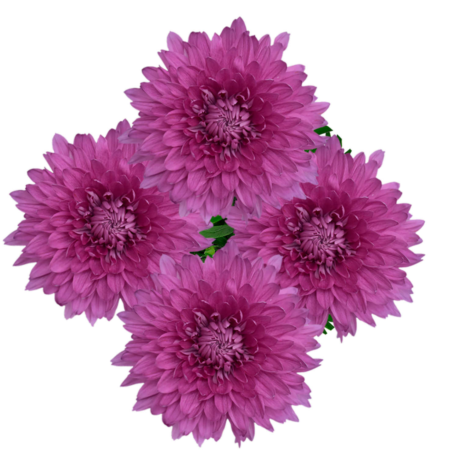 slide 2 of 5, Floral & Vine Chrysanthemum Disbud, Bunch, 1 ct