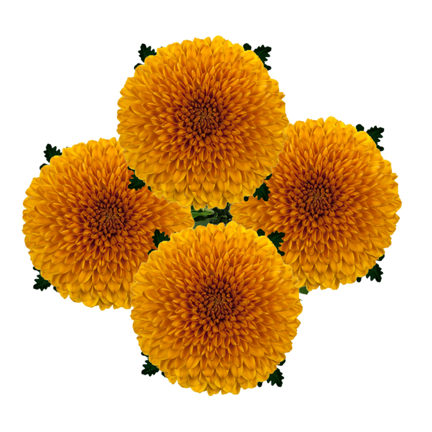 slide 4 of 5, Floral & Vine Chrysanthemum Disbud, Bunch, 1 ct