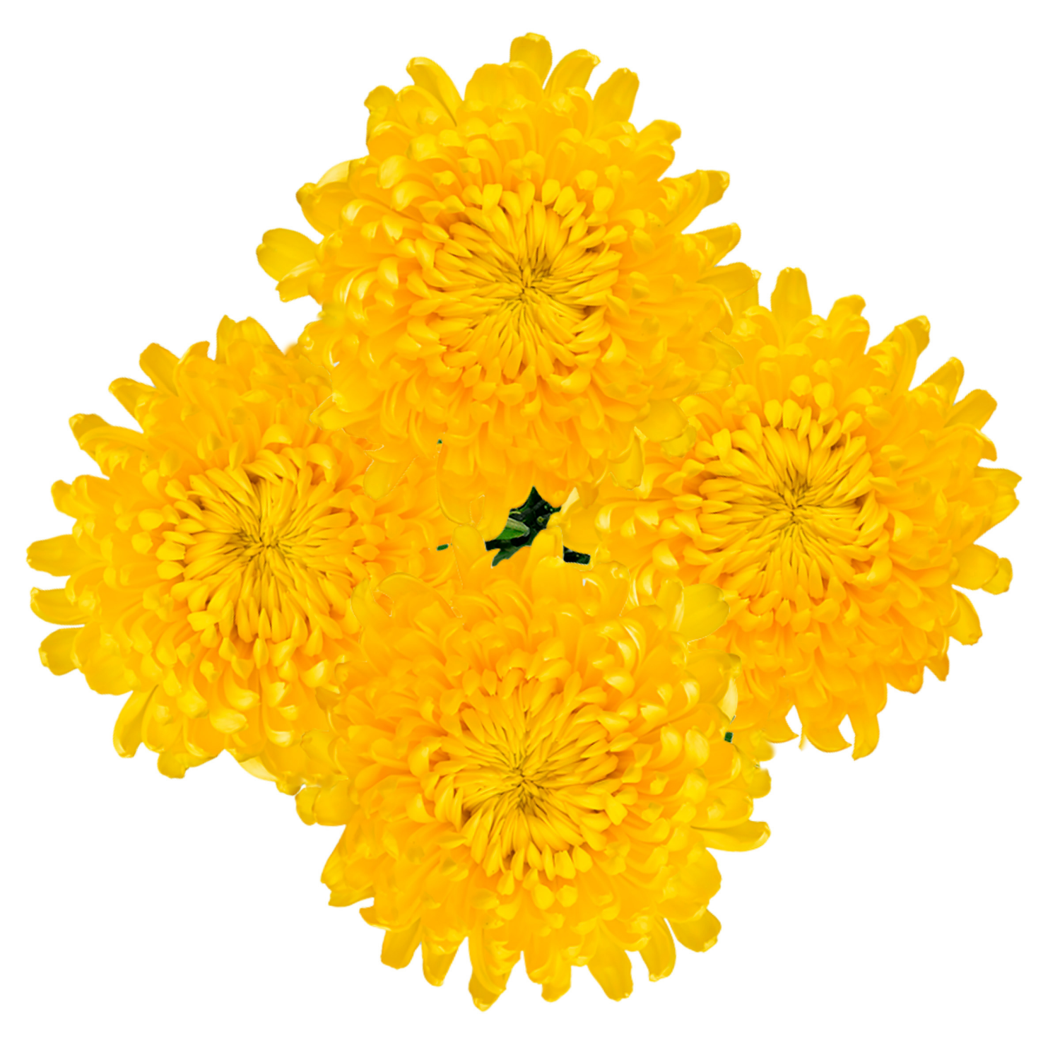slide 5 of 5, Floral & Vine Chrysanthemum Disbud, Bunch, 1 ct