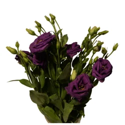 Floral & Vine Lisianthus, Bunch
