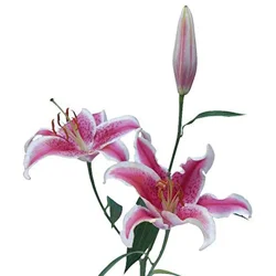 Floral & Vine Lily Oriental, Bunch