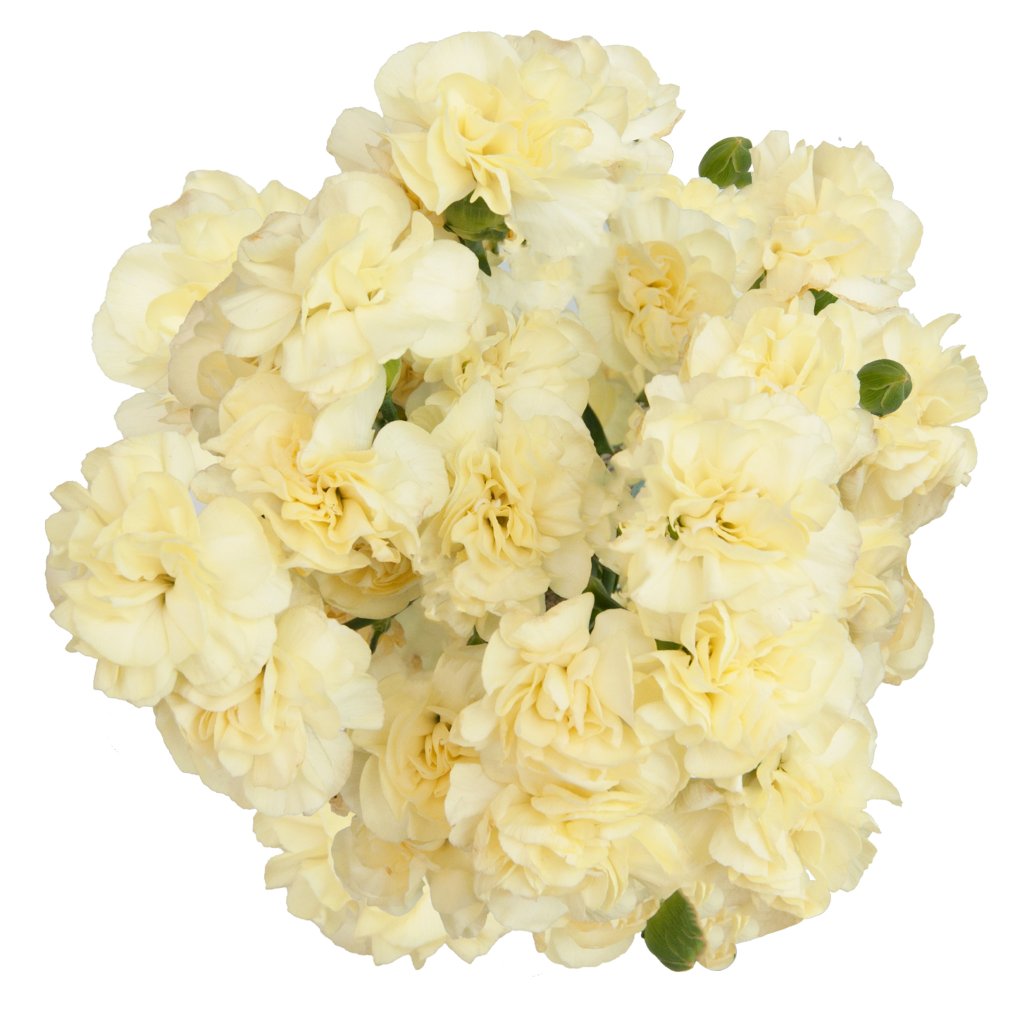 slide 1 of 4, Floral & Vine Mini Carnation, Bunch, 1 ct