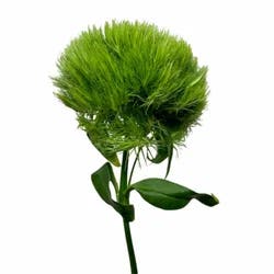 Floral & Vine Dianthus Green Ball, Bunch