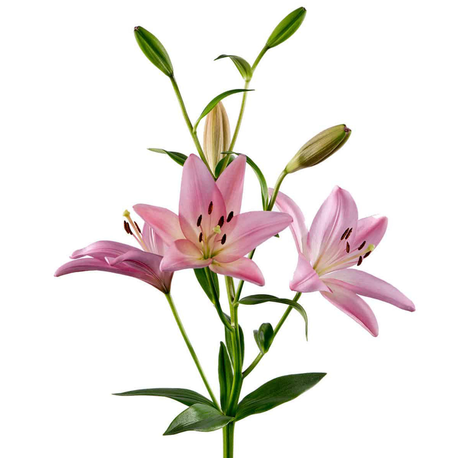 slide 1 of 3, Floral & Vine Lily Asiatic, Bunch, 1 ct