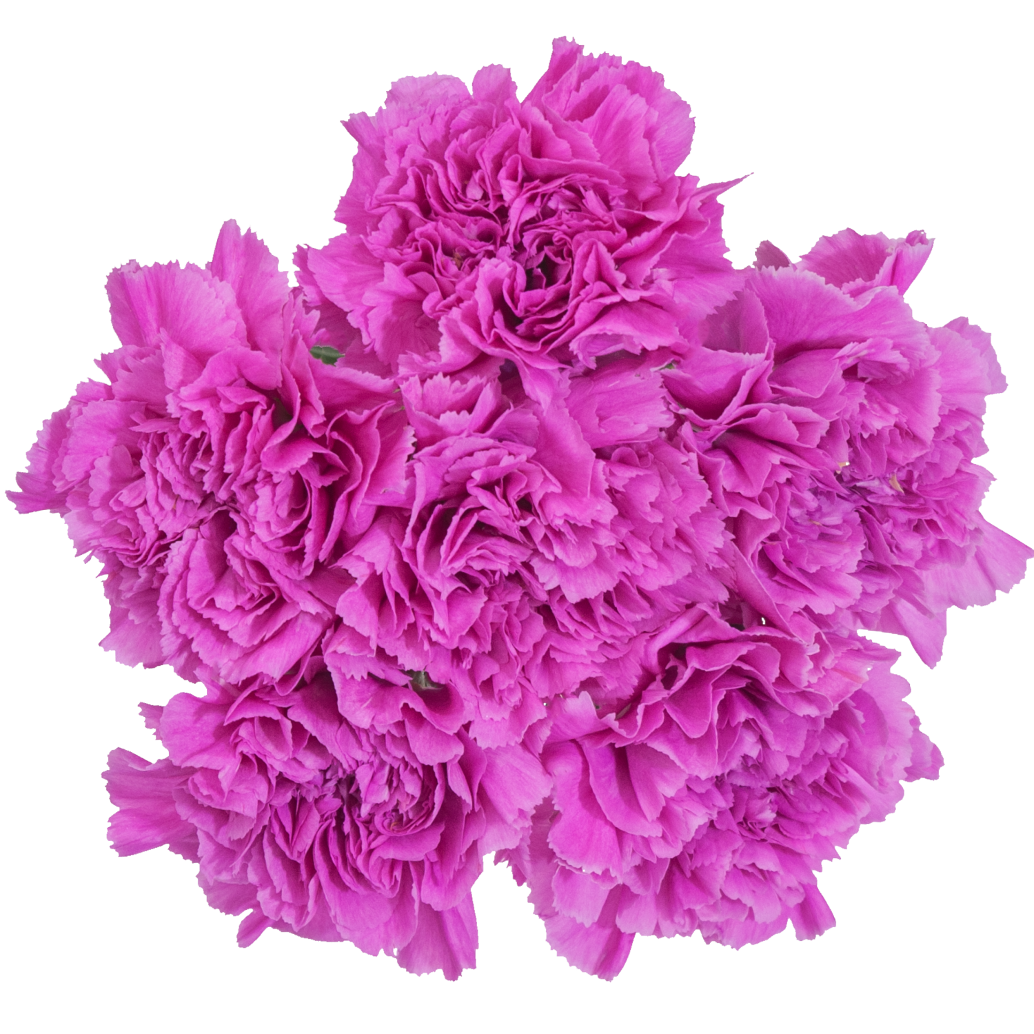 slide 2 of 5, Floral & Vine Carnation, Bunch, 1 ct
