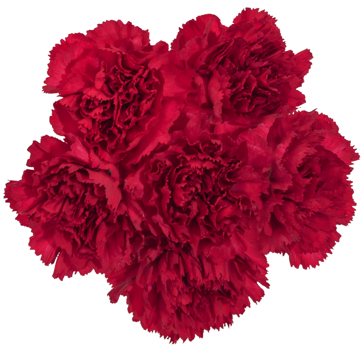 slide 4 of 5, Floral & Vine Carnation, Bunch, 1 ct