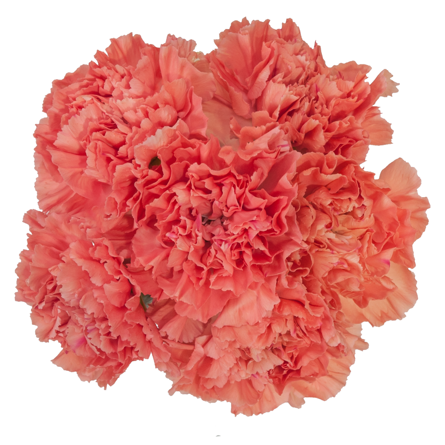 slide 1 of 5, Floral & Vine Carnation, Bunch, 1 ct