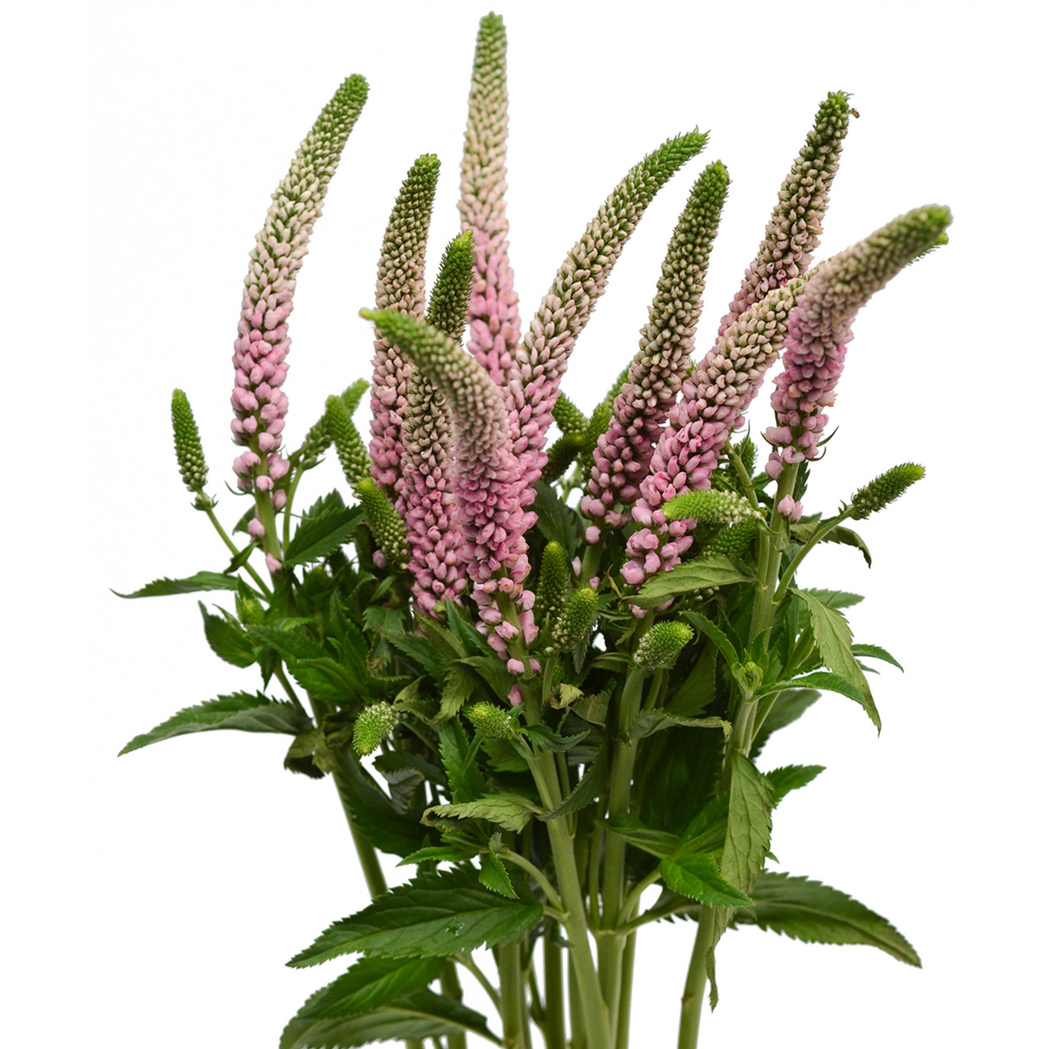 slide 1 of 2, Floral & Vine Veronica, Bunch, 1 ct