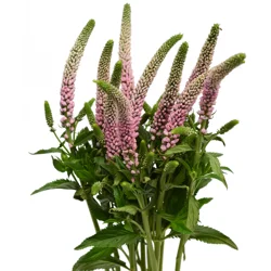 Floral & Vine Veronica, Bunch