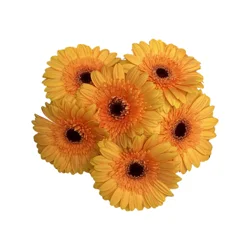 Floral & Vine Mini Gerbera, Bunch