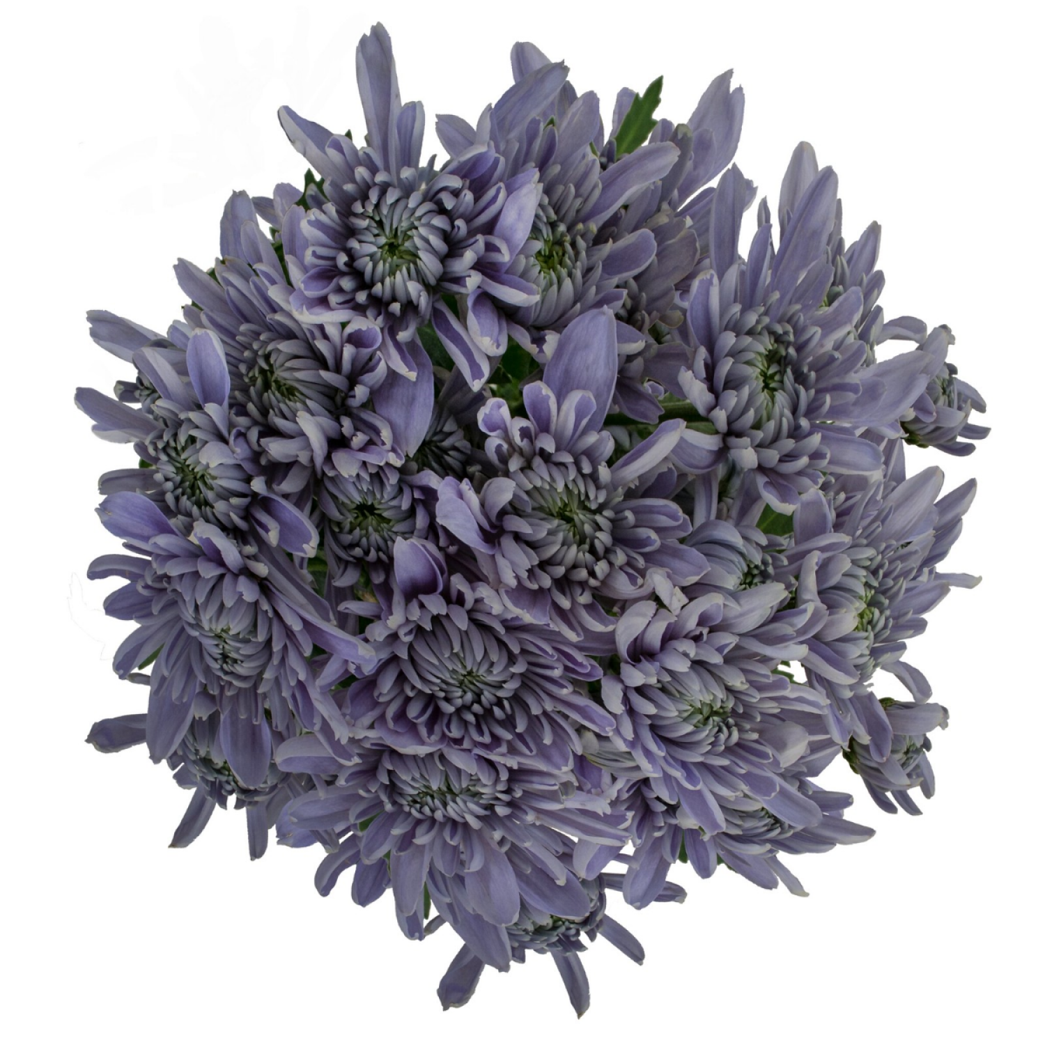 slide 2 of 5, Floral & Vine Chrysanthemum Bluocean, Bunch, 1 ct