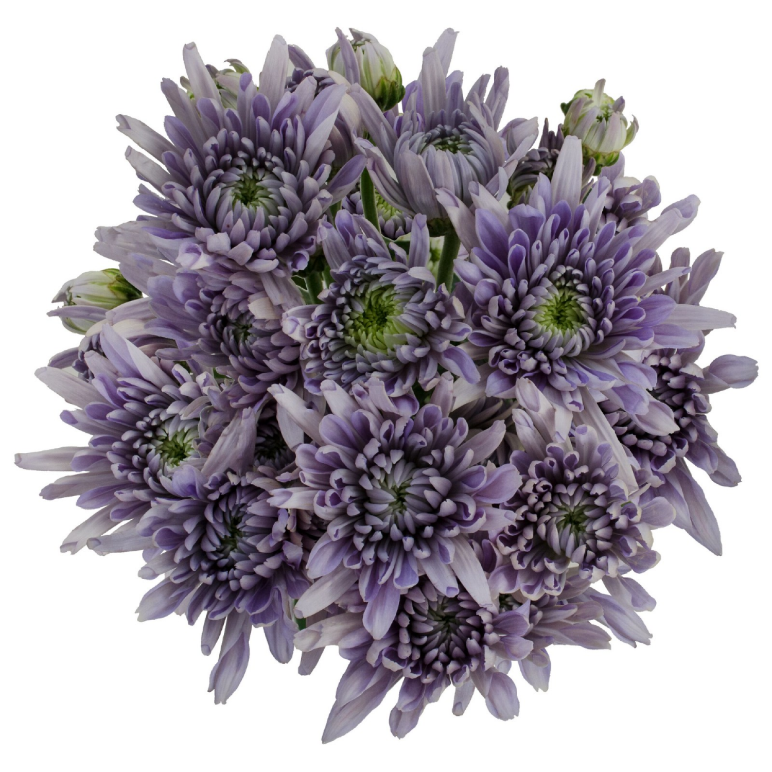 slide 4 of 5, Floral & Vine Chrysanthemum Bluocean, Bunch, 1 ct