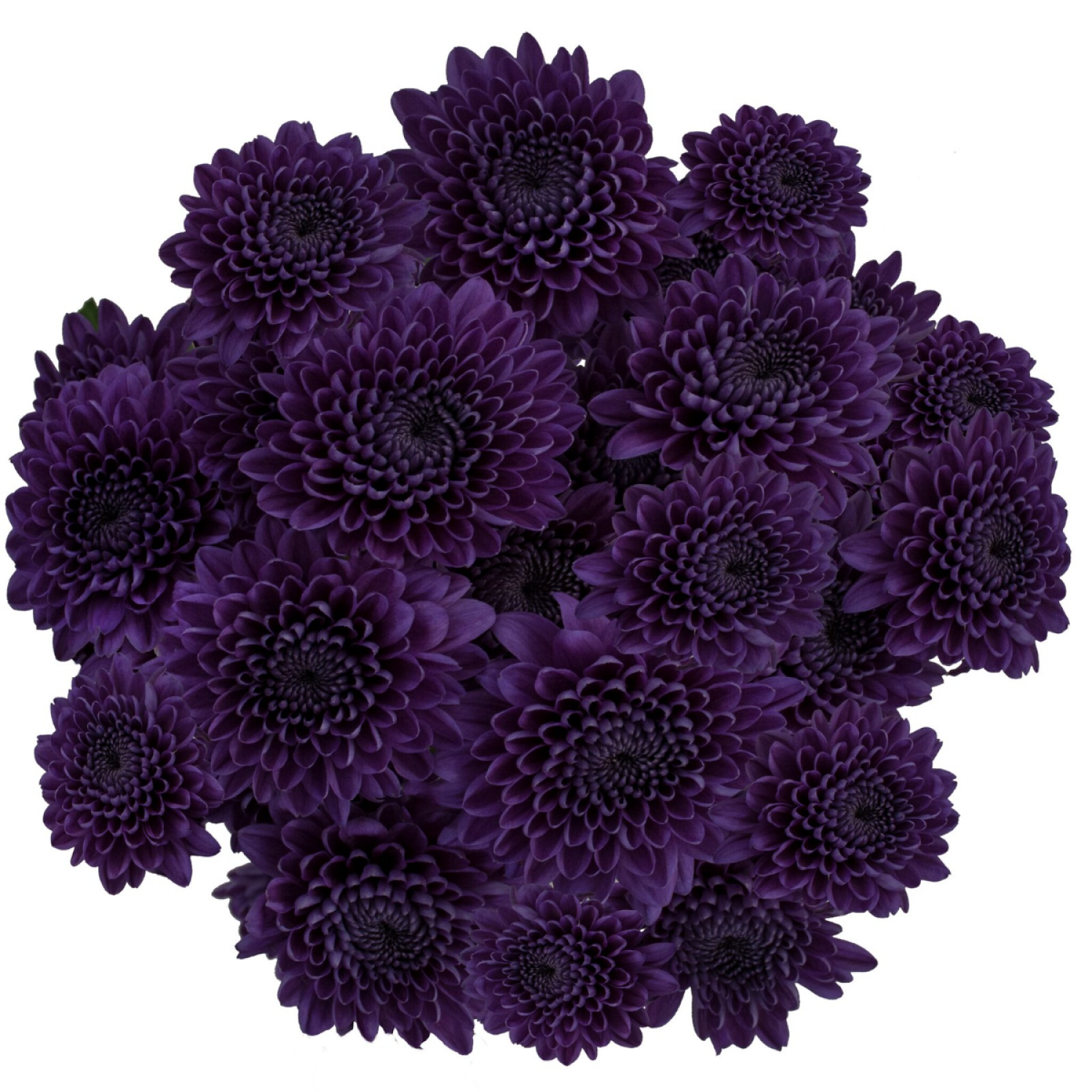 slide 5 of 5, Floral & Vine Chrysanthemum Bluocean, Bunch, 1 ct