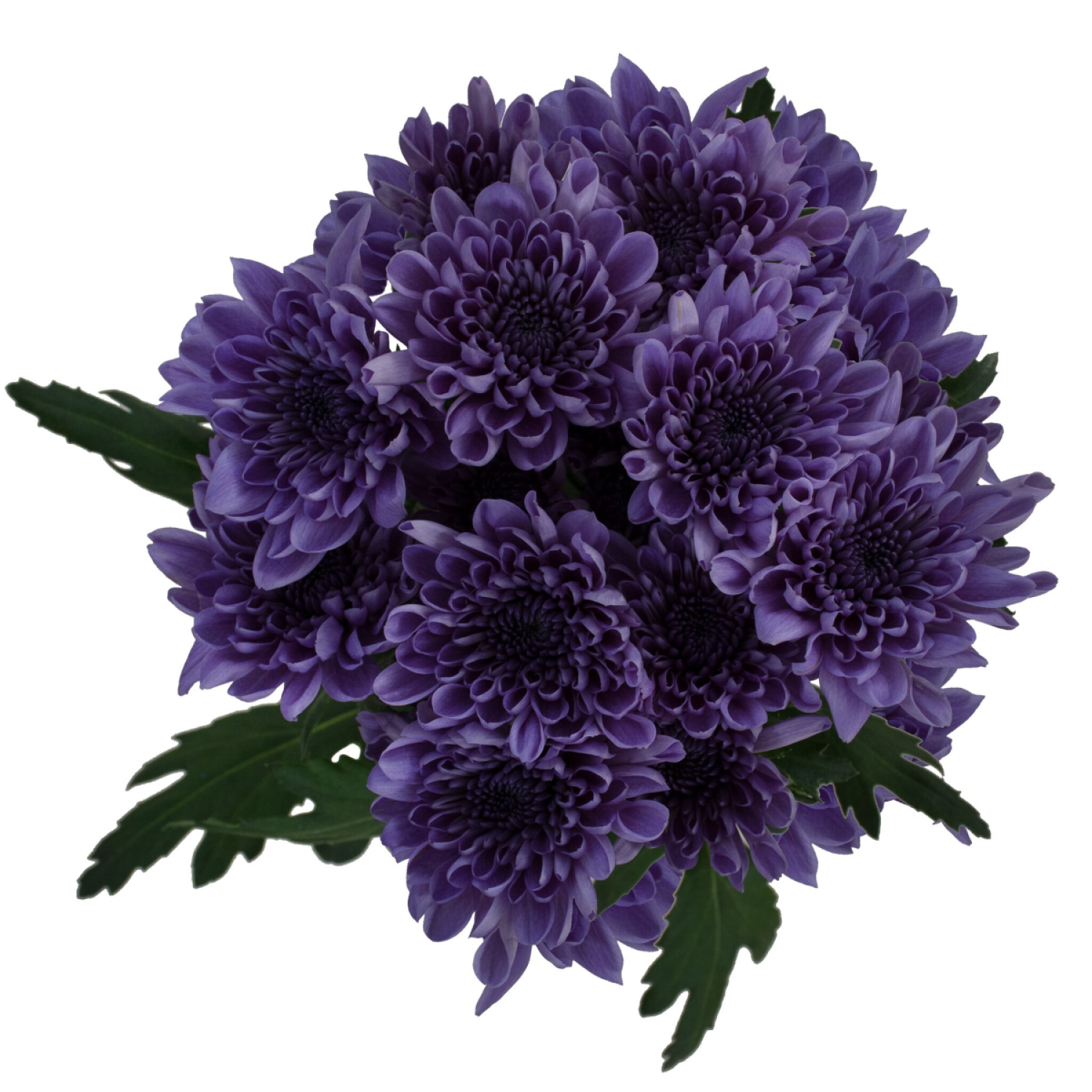 slide 1 of 5, Floral & Vine Chrysanthemum Bluocean, Bunch, 1 ct