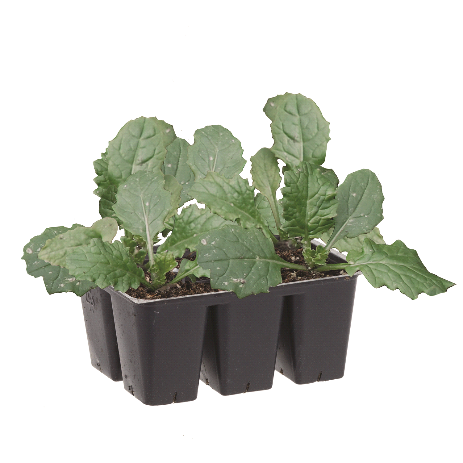 slide 1 of 2, Rutabaga, 606 ct